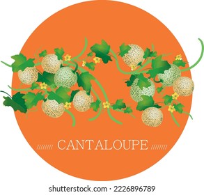 Colorful style asian tropical fruit - cantaloupe.