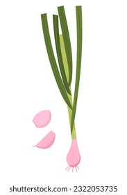 Colorful stylized garlic plant, garlic cloves, vector illustration