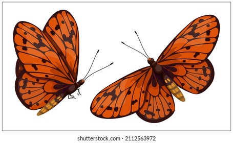 Colorful summer butterfly.Cartoon vector graphic.