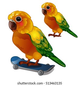 Colorful Sun Conure Parrot rides his skateboard. Tropical tamed bird is isolated on a white background. Animated vector illustration.

