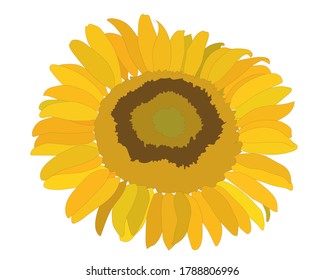 Colorful sunflower flower isolated on the white background. Sunflower coloring page or book.