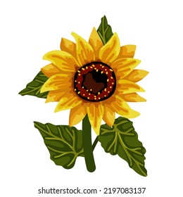 Colorful sunflower flower Isolated vector graphic.
