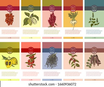 Pancartas coloridas de supercomida con plantas de supercomida hechas a mano. Esbozo vectorial en estilo retro. Plantilla de diseño. Ideal para el diseño de paquetes