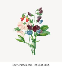 Colorful sweet pea flowers with vibrant petals and green leaves. Sweet pea blooms in various shades. Delicate sweet pea arrangement with lush green foliage. Vintage flower illustration vector.