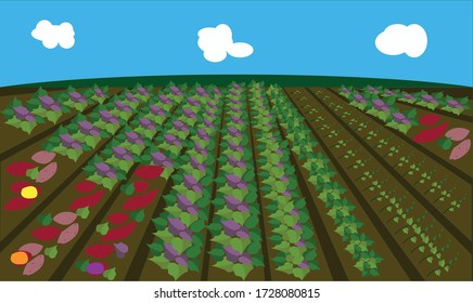 Colorful Sweet Potato Farm, Potato Field