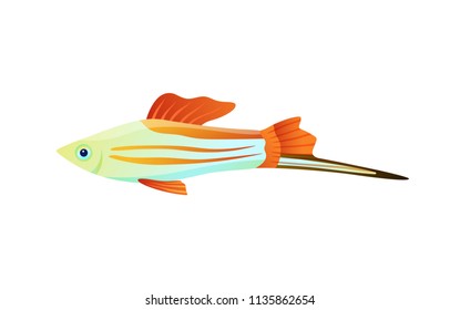 Colorful swordtail fish color vector illustration, underwater dweller with long appendix, set of flexible flippers and camouflage stripes on body