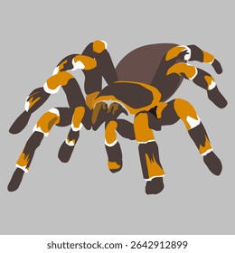 Colorful Tarantula Spider Vector – Exotic Insect Illustration