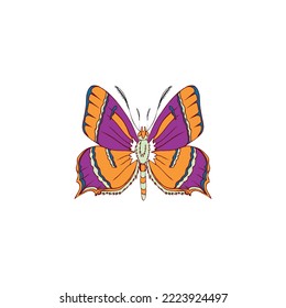 Colorful theta betulae butterfly vector icon