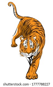 Imagen vectorial colorida del paso del tigre hacia adelante