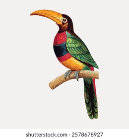 Colorful toucan illustration perched on a branch. Bright toucan with vivid plumage. Exotic toucan art with striking colors. Tropical toucan bird design. Vintage bird illustration vector.