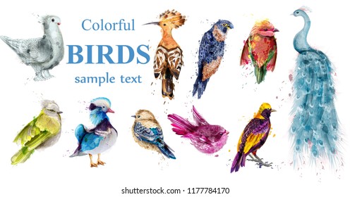 Colorful tropic birds set Vector watercolor. Beautiful peacock, dove, hoopoe, mandarin ducks