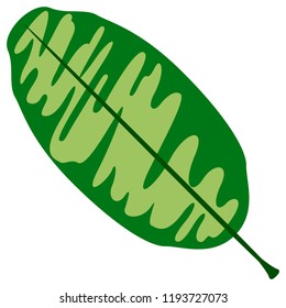 Colorful tropical leaf icon. Vector illustration design