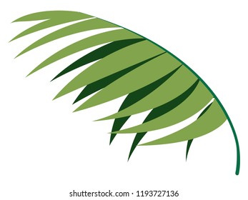Colorful tropical leaf icon. Vector illustration design