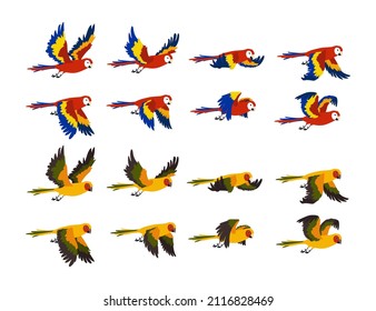 Colorful tropical parrots flying cartoon illustration set. Sequence of flapping birds wings, movements of wings. Sprite loop of ara flying in sky isolated on white background. Animal, motion concept