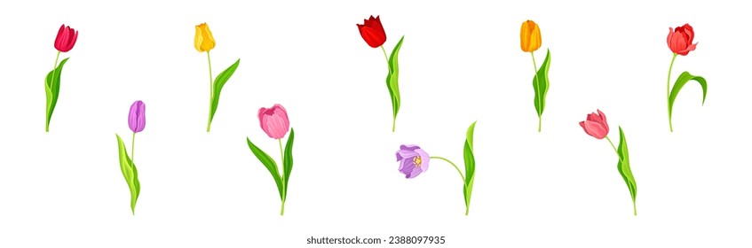 Colorful Tulip Flower Blooming on Green Stalk with Leaf Vector Set