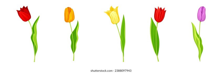 Colorful Tulip Flower Blooming on Green Stalk with Leaf Vector Set