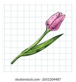 Colorful tulip flower with green leaves in vintage hand drawn style on squared notebook background. Great for stationery, spring designs, and educational materials.