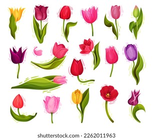 Colorful Tulip Flowers on Green Stalk with Leaf Big Vector Set