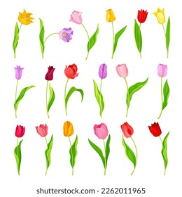 Colorful Tulip Flowers on Green Stalk with Leaf Big Vector Set