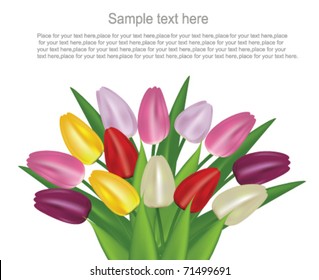 tulipanes coloridos