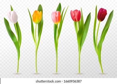 Colorful tulips. Beautiful tulip buds, spring flowers design for greeting card 8 march or mothers day, floral elements realistic vector set