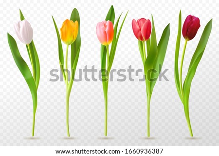 Similar – Tulip pink red Plant