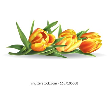 Colorful tulips bouquet isolated on white background. Vector illustration.