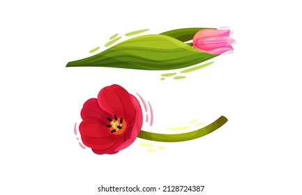 Colorful Tulips Flowers with Large and Showy Bud on Green Stem Vector Set