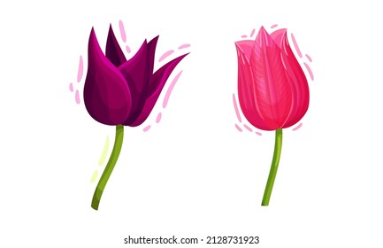 Colorful Tulips Flowers with Large and Showy Bud on Green Stem Vector Set