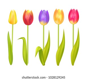 Colorful tulips set isolated on white background. Yellow orange blue ping and red springtime blooming tulip flowers, first spring flower symbol vector