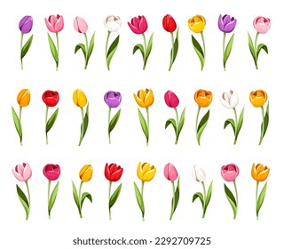 Colorful tulips. Set of tulip flowers isolated on a white background. Vector illustration