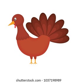 colorful turkey thanksgiving over white background  vector illustration