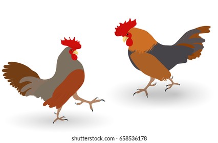 Colorful Two fighting cock against white background. Vector Illustration. EPS10