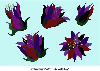 
colorful unusual fantastic flowers black, lilac, burgundy with yellow stamens