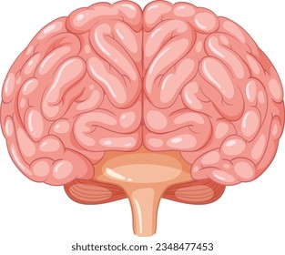 Colorful vector cartoon depicting the anatomy of the human brain