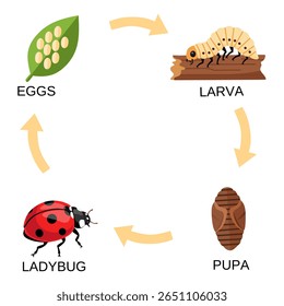 Gráfico vetorial colorido dos estágios do ciclo de vida da joaninha: ovo, larva, pupa e adulto. Ideal para educação científica, estudo de insetos ou materiais biológicos infantis
