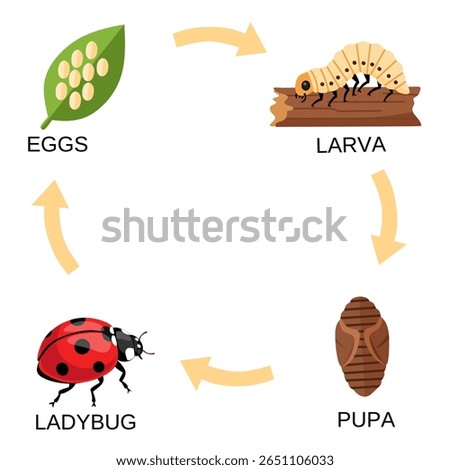 Colorful vector chart of ladybug life cycle stages: egg, larva, pupa, and adult. Ideal for science education, insect study, or children’s biology materials