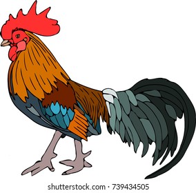 Colorful vector cock