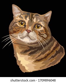 Colorful vector drawing portrait of cat. Realistic retro portrait of tabby cat. Vector vintage illustration isolated on black background. Image good for design, cards and tattoo. 