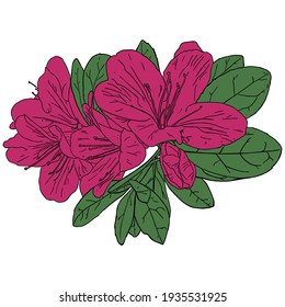 Dibujo vectorial colorido de una flor rosa, aislado sobre un fondo blanco. Ilustración plana. Gran elemento floral para diseño o tatuaje