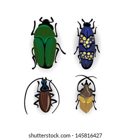 Colorful vector drawing of small beetles. Insect isolated on the white background. Cartoon insect bug icon.