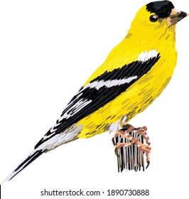 Eine bunte Vektorgrafik eines gelben Vogels (American Goldfinch). Art Markers Stil.