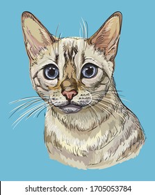 Colorful vector hand drawing portrait of Snow bengal cat in black color isolated on blue background. Colorful realistic portrait of cat. Vector illustration of fluffy cat. Image for design, cards