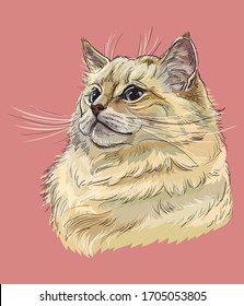 Colorful vector hand drawing portrait of ragdoll cat. Colorful realistic retro portrait of cat. Vector vintage illustration isolated on pink background.Image for design, cards and tattoo.