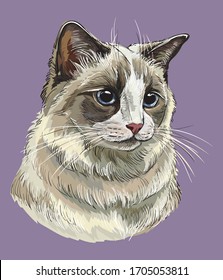 Colorful vector hand drawing portrait of ragdoll cat. Realistic retro portrait of cat. Vector vintage illustration isolated on purple background.Image for design, cards and tattoo.Stock  illustration 