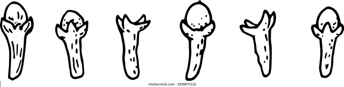 Colorful vector hand drawing sketch of dry carnation, carnation. Herbs, spices, seeds, seasonings. Carnations drawing is a simple set of doodles with a black line isolated on a white background.