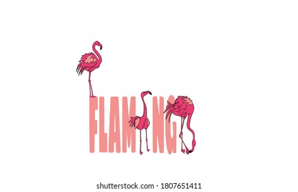 Colorful vector illustration of birds with the word flamingo.