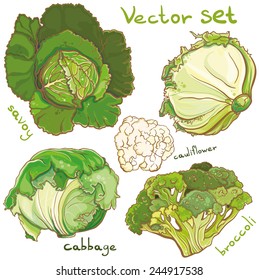 Colorful Vector illustration of bright fresh cabbage, broccoli, cauliflower, savoy. Eps 10. Isolated.