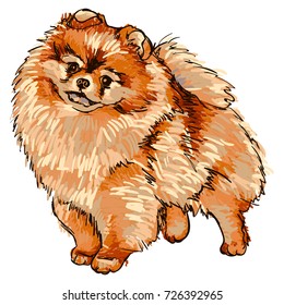 Colorful vector Illustration of the dog breed Pomeranian isolated on white background