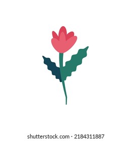 Colorful vector illustration drawn in flat style. Suitable for books, articles, web sites, apps etc. Image of tulip with dark green leaves 